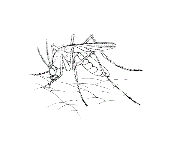 owad komar kolorowanka do drukowania
