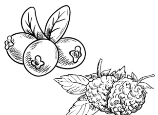 forest fruits coloring book to print