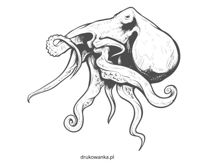 chobotnice na dně oceánu - omalovánky k vytisknutí