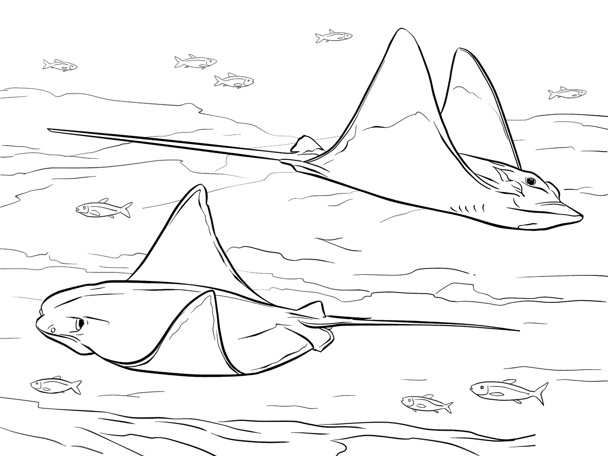 sting ray coloring page