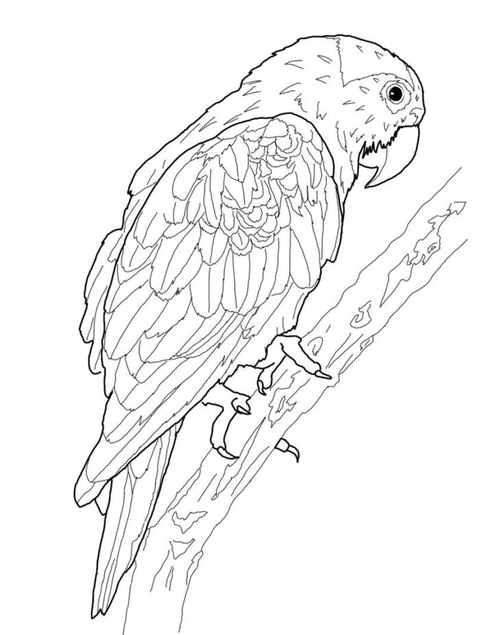 ara parrot on a branch coloring book to print