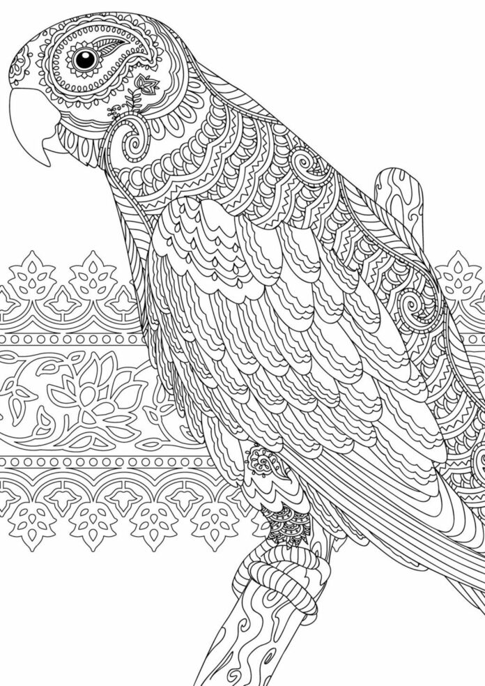 parrot for adults zentangle coloring book to print