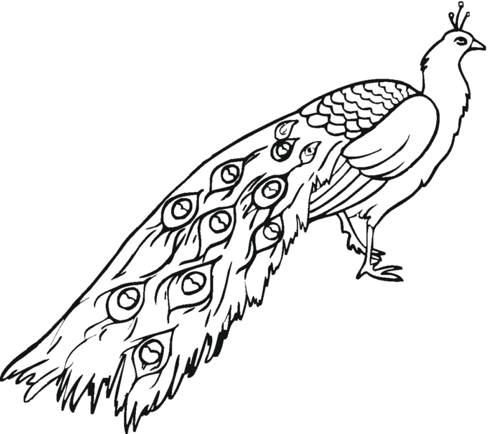 peacock with long feathers coloring book to print