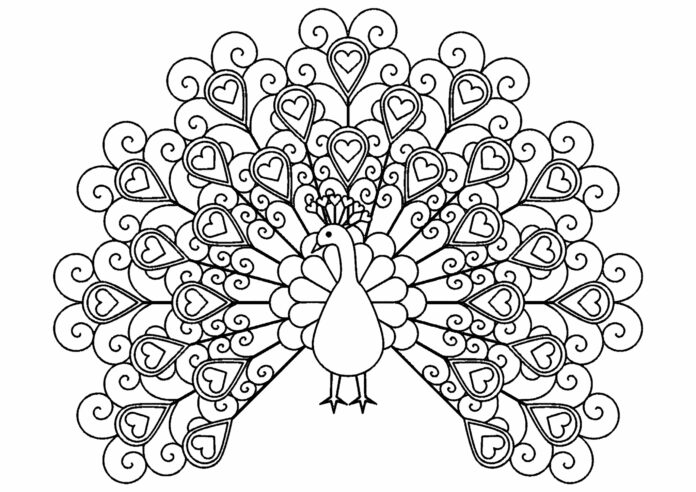 páva széttárt szárnyakkal nyomtatható színezőkönyv