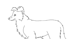 border collie dog coloring book to print