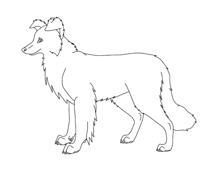 border collie dog coloring book to print