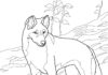 dingo dog in the mountains coloring book to print