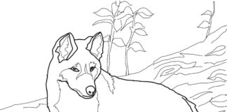 dingo dog in the mountains coloring book to print