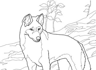 cão dingo nas montanhas livro de colorir para imprimir