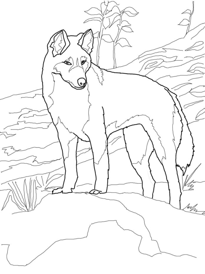dingo koira vuorilla värityskirja tulostettava