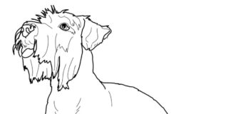 livre de coloriage pour chien schnauzer miniature à imprimer