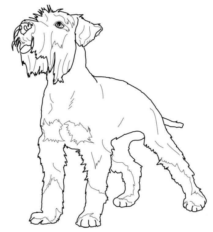 ミニチュアシュナウザー犬の塗り絵印刷物