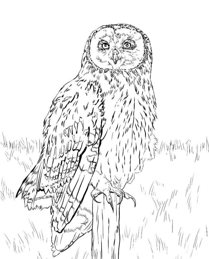 10 Nocturnal Animal Coloring Pages for Nighttime Fun