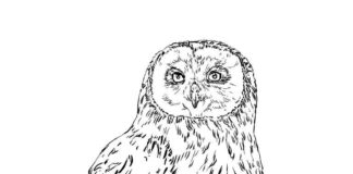 field owl coloring book printable