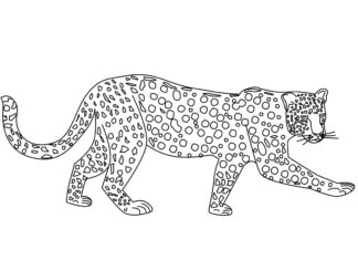 cheetah hunting coloring book to print