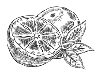 appelsin skåret i halve, udskrivbar malebog