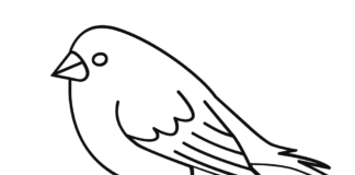 illustration d'oiseau canari - feuille à colorier pour l'impression