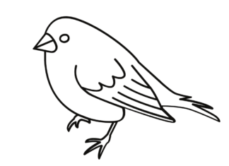 Vogel Kanarienvogel Illustration Färbung Blatt für den Druck
