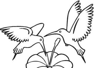 fåglar kolibri färgbok att skriva ut
