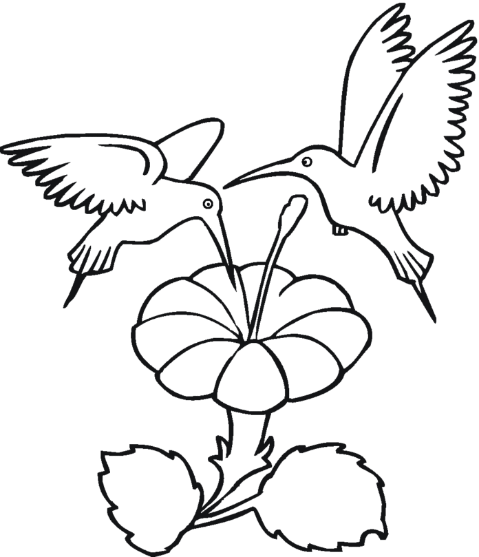 vtáky kolibrík omaľovánky k vytlačeniu