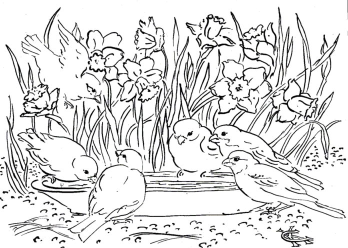 livre de coloriage "oiseaux au printemps" à imprimer