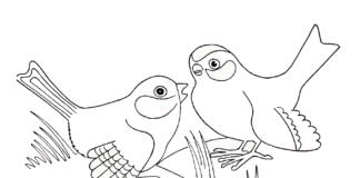 livre de coloriage imprimable sur les oiseaux de proie