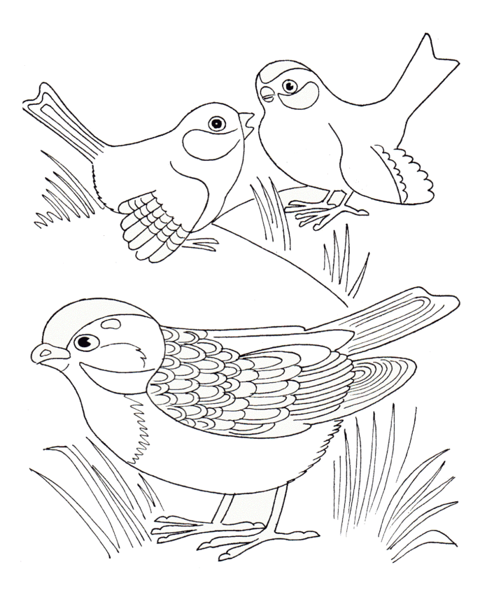 ptaki wróble kolorowanka do drukowania
