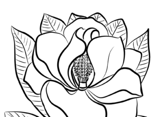 magnólia virágbimbó nyomtatható színezőkönyv