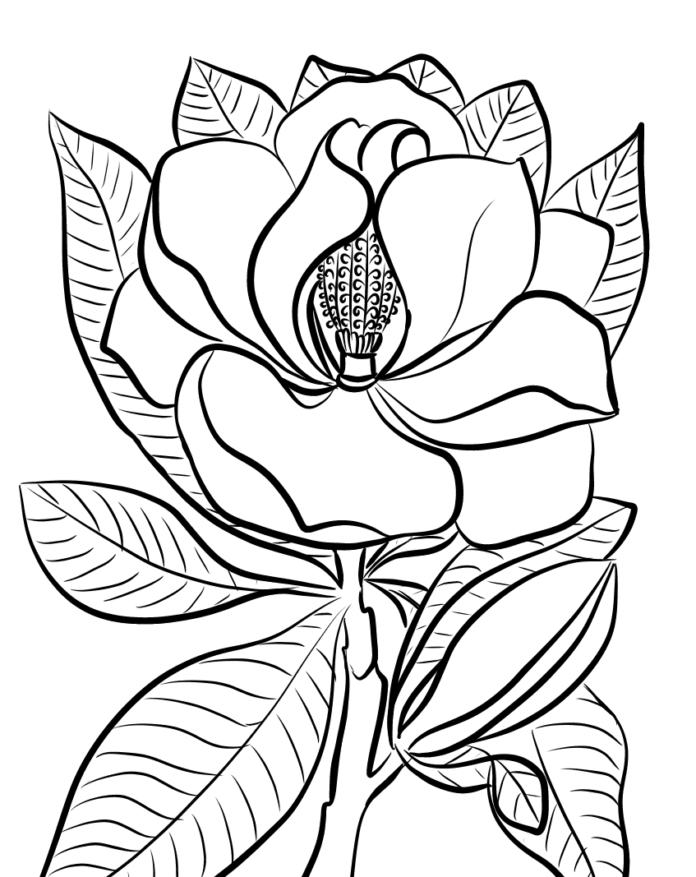 Magnolienblüten Knospen Malbuch zum Ausdrucken