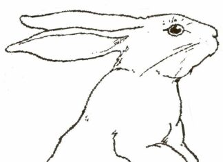 rusande kanin målarbok att skriva ut