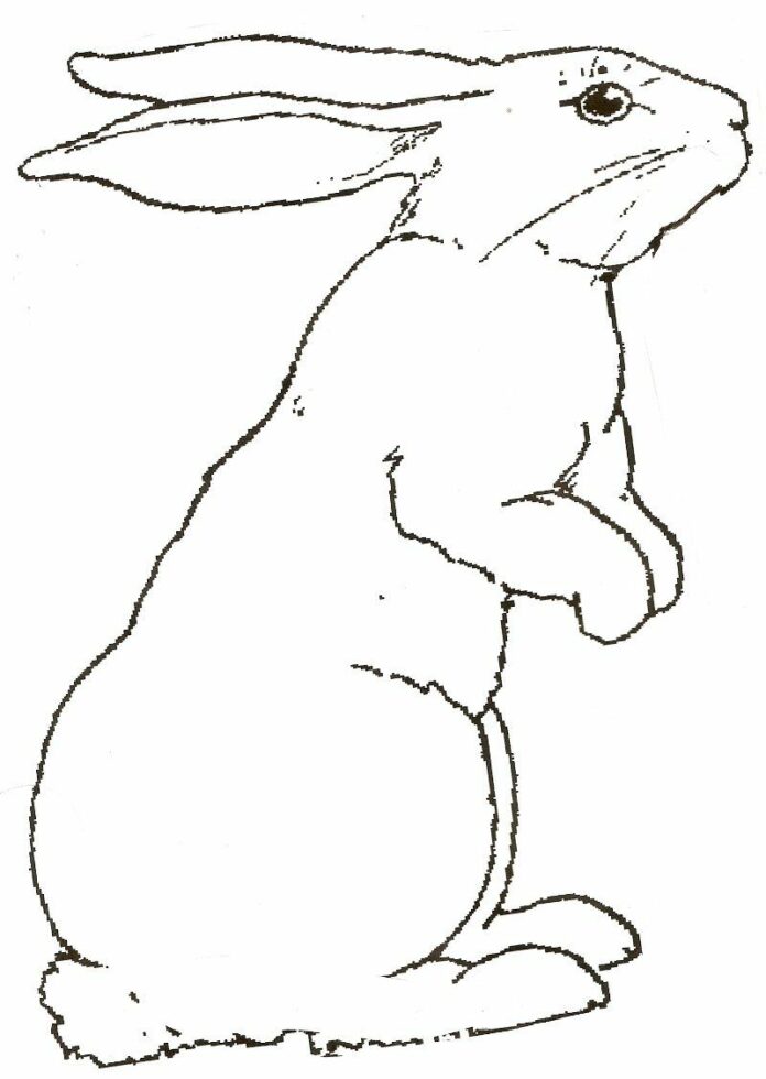 spěchající králík omalovánky k vytisknutí