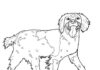 spaniel dog coloring book to print