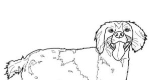 spaniel dog coloring book to print