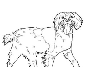 spaniel dog coloring book to print