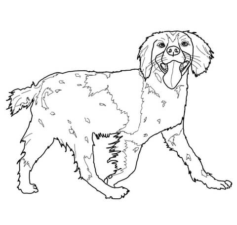 rasowy pies spaniel kolorowanka do drukowania