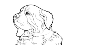 záchranársky pes bernardín omaľovánka na vytlačenie