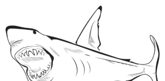 shark with open mouth coloring book to print