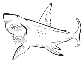 Žralok s otvorenými ústami na vyfarbenie k vytlačeniu