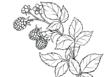 growing blackberries on a bush coloring book to print