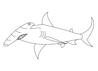 ハンマーヘッドシャーク 魚の塗り絵 印刷用