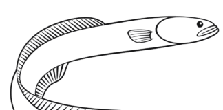 fish eel coloring book to print