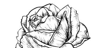 růže květina kreslení omalovánky k vytisknutí