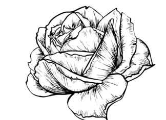 róża kwiat rysunek kolorowanka do drukowania