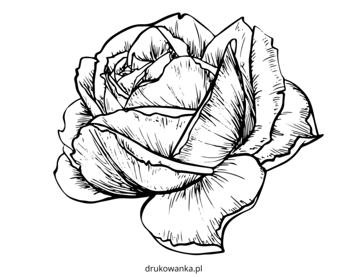ruusu kukka piirustus värityskirja tulostettava