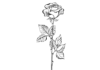 ruža s listami na vyfarbenie knižky na vytlačenie
