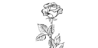 růže s listy omalovánky k tisku
