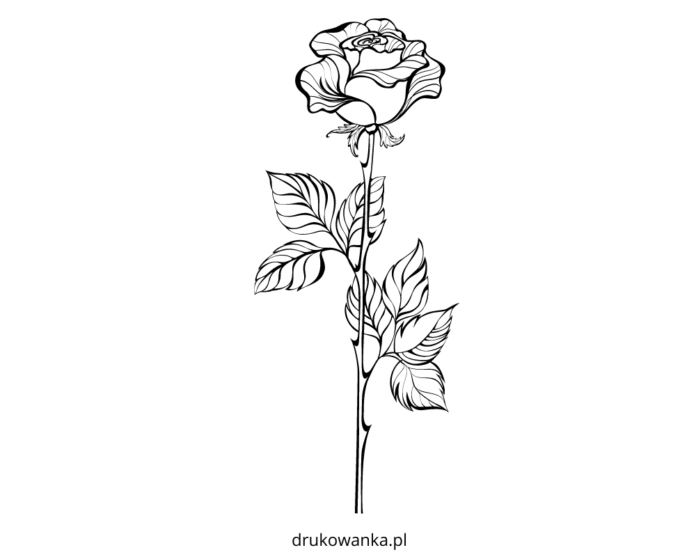 rose with leaves coloring book to print