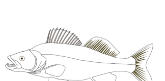 zander kala saalistaja värityskirja tulostettava