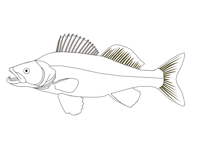 livre à colorier sur les poissons prédateurs (sandre) à imprimer