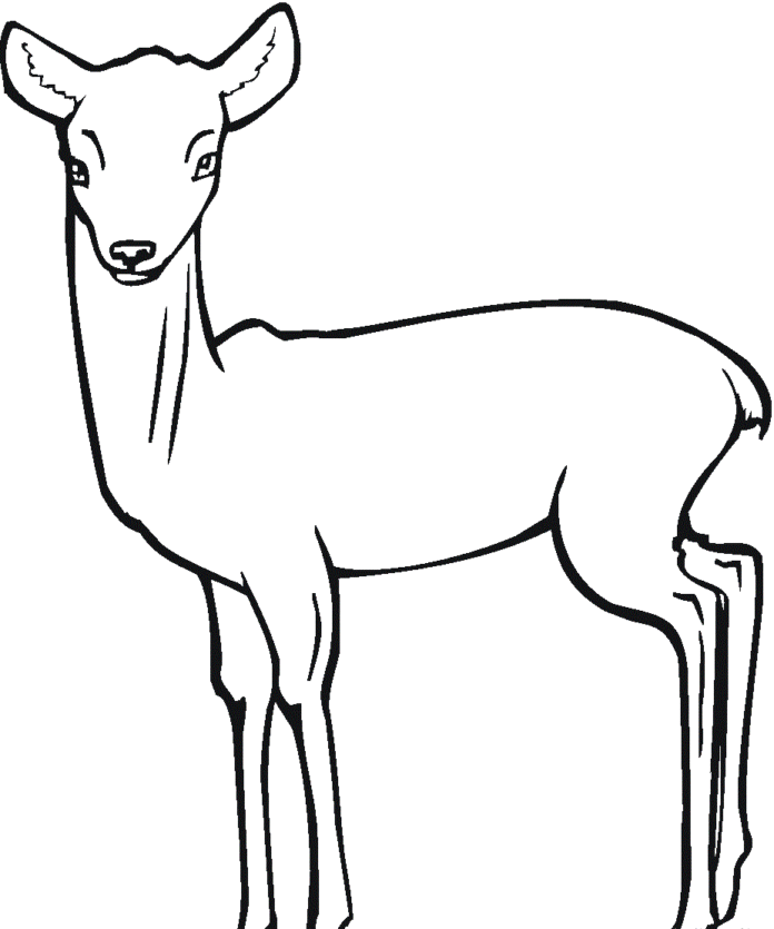 roe deer coloring page for kids to print